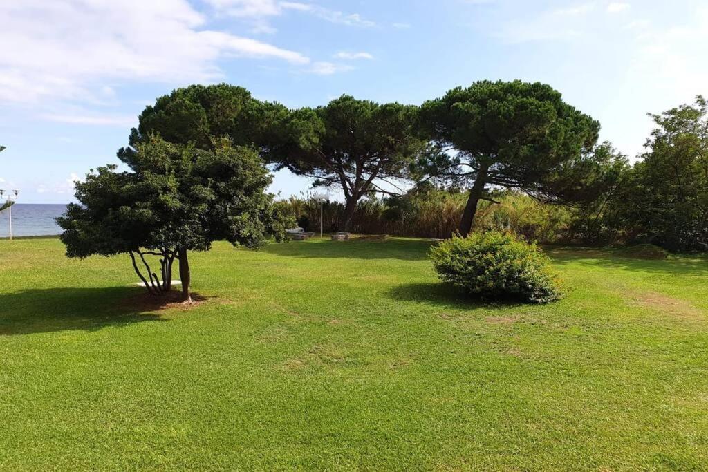 Studio Bord De Mer - Piscine - Plage San Nicolao Bagian luar foto